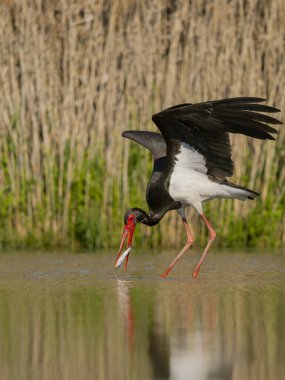 Kara leylek, Ciconia zencisi, balıklı suda tek kuş, Macaristan, Mayıs 2025