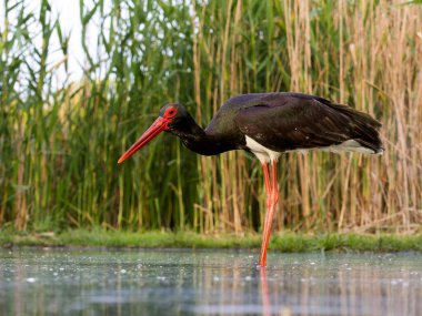 Kara leylek, Ciconia zencisi, sudaki tek kuş, Macaristan, Mayıs 2025
