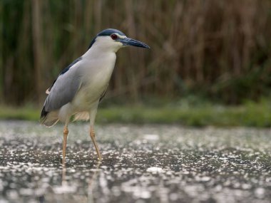Siyah taçlı gece balıkçıl, Nycticorax nycticorax, Sudaki tek kuş, Macaristan, Mayıs 2025