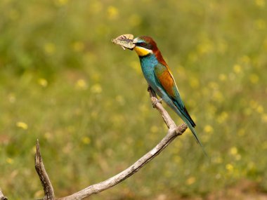 Avrupa arı yiyici, Merops apiaster, güveli tek kuş, Mayıs 2025