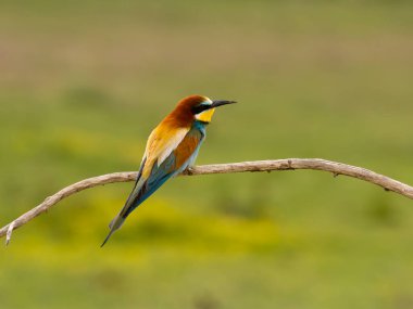 Avrupalı arı yiyici, Merops apiaster, Macaristan, Mayıs 2025