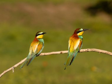 Avrupalı arı yiyici, Merops apiaster, Macaristan, Mayıs 2025