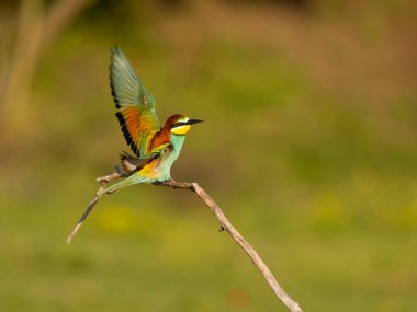 Avrupalı arı yiyici, Merops apiaster, Macaristan, Mayıs 2025