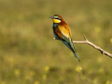 Avrupalı arı yiyici, Merops apiaster, Macaristan, Mayıs 2025