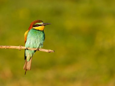 Avrupalı arı yiyici, Merops apiaster, Macaristan, Mayıs 2025