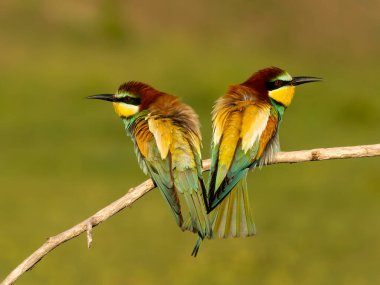 Avrupalı arı yiyici, Merops apiaster, Macaristan, Mayıs 2025