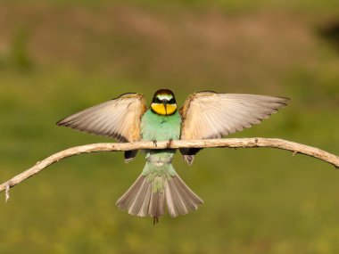 Avrupalı arı yiyici, Merops apiaster, Macaristan, Mayıs 2025