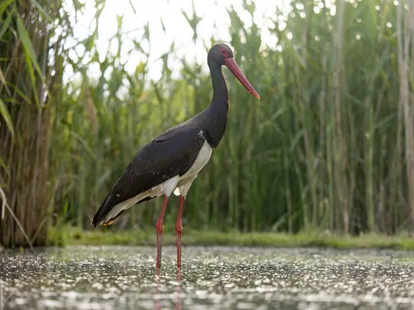 Kara leylek, Ciconia zencisi, sudaki tek kuş, Macaristan, Mayıs 2025