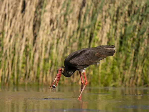 Kara leylek, Ciconia zencisi, balıklı suda tek kuş, Macaristan, Mayıs 2025