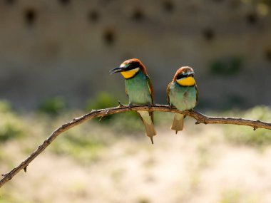 Avrupalı arı yiyici, Merops apiaster, Macaristan, Mayıs 2025