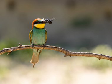 Avrupalı arı yiyici, Merops apiaster, Macaristan, Mayıs 2025