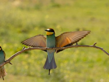 Avrupalı arı yiyici, Merops apiaster, uçan tek kuş, Macaristan, Mayıs 2025