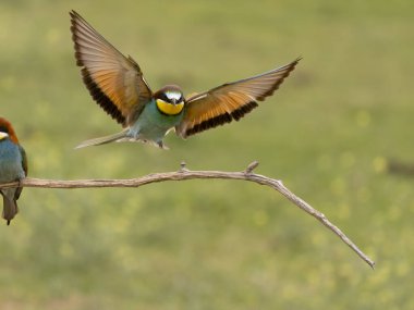 Avrupalı arı yiyici, Merops apiaster, uçan tek kuş, Macaristan, Mayıs 2025