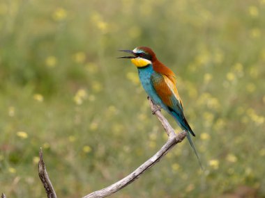 Avrupalı arı yiyici, Merops apiaster, Macaristan, Mayıs 2025