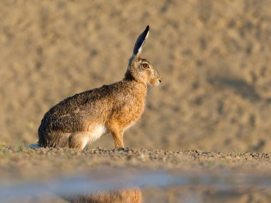 Avrupa kahverengi tavşanı, tek memeli yerde, Macaristan, Mayıs 2025