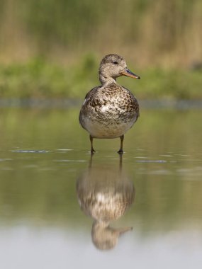 Gadwall, Anas Strepera, Sudaki tek kuş, Macaristan, Mayıs 2025