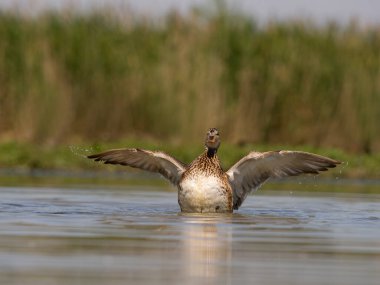Gadwall, Anas Strepera, Sudaki tek kuş, Macaristan, Mayıs 2025