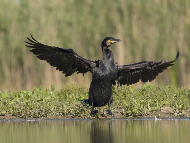 Büyük karabatak, Phalacrocorax karbonhidrat, tek kuş su kanadının kuruması, Macaristan, Mayıs 2025