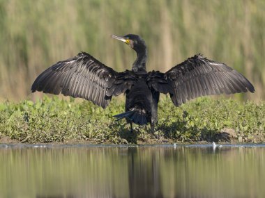 Büyük karabatak, Phalacrocorax karbonhidrat, tek kuş su kanadının kuruması, Macaristan, Mayıs 2025