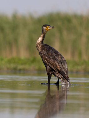 Büyük karabatak, Phalacrocorax karbonhidrat, suda tek kuş, Macaristan, Mayıs 2025