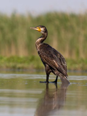 Büyük karabatak, Phalacrocorax karbonhidrat, suda tek kuş, Macaristan, Mayıs 2025