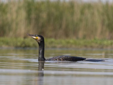 Büyük karabatak, Phalacrocorax karbonhidrat, suda tek kuş, Macaristan, Mayıs 2025