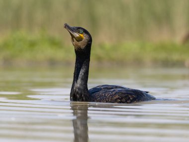 Büyük karabatak, Phalacrocorax karbonhidrat, suda tek kuş, Macaristan, Mayıs 2025