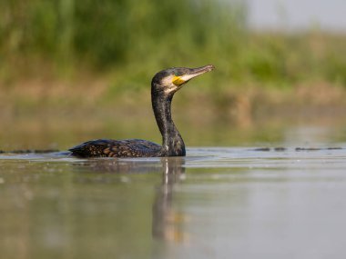 Büyük karabatak, Phalacrocorax karbonhidrat, suda tek kuş, Macaristan, Mayıs 2025