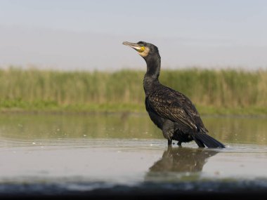 Büyük karabatak, Phalacrocorax karbonhidrat, suda tek kuş, Macaristan, Mayıs 2025