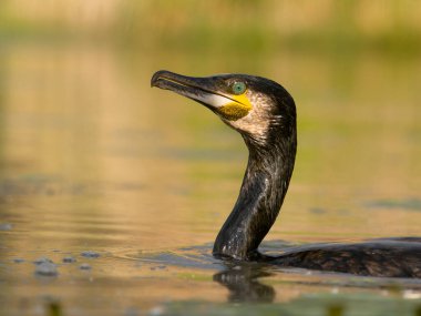 Büyük karabatak, Phalacrocorax karbonhidrat, suda tek kuş, Macaristan, Mayıs 2025
