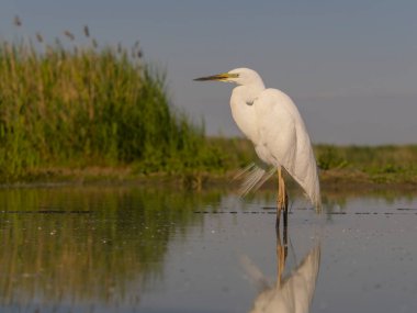 Büyük beyaz balıkçıl, Ardea alba, sudaki tek kuş, Macaristan, Mayıs 2025