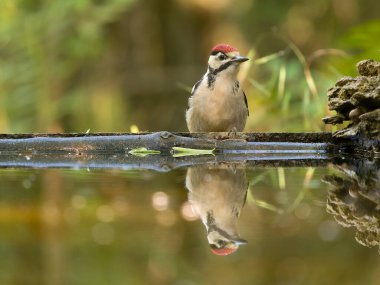 Büyük benekli ağaçkakan, Dendrocopos Major, tek çocuksu kuş, Macaristan, Mayıs 2025