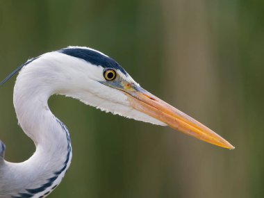 Gri balıkçıl, Ardea Cinerea, Tek kuş başı fotoğrafı, Macaristan, Mayıs 2025