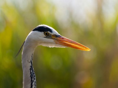 Gri balıkçıl, Ardea Cinerea, Tek kuş başı fotoğrafı, Macaristan, Mayıs 2025