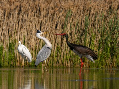 Gri balıkçıl, Ardea Cinerea, Kara leylek ile suda savaşan tek kuş, Mayıs 2025