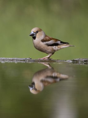 Hawfinch, Coccothraustes coccothraustes, tek su kuşu, Macaristan, Mayıs 2025