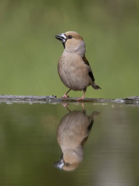 Hawfinch, Coccothraustes coccothraustes, tek su kuşu, Macaristan, Mayıs 2025