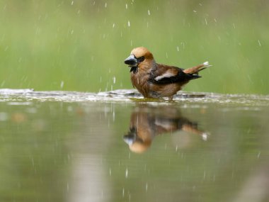 Hawfinch, Coccothraustes coccothraustes, suda yıkanan tek kuş, Mayıs 2025