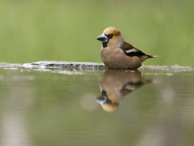 Hawfinch, Coccothraustes coccothraustes, tek su kuşu, Macaristan, Mayıs 2025