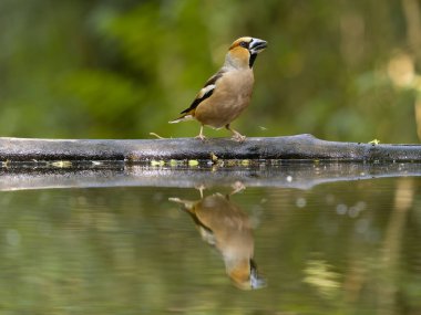 Hawfinch, Coccothraustes coccothraustes, tek su kuşu, Macaristan, Mayıs 2025
