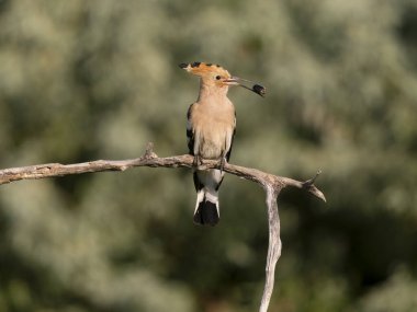 Hoopoe, Upupa epops, Macaristan, Mayıs 2025