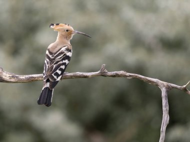 Hoopoe, Upupa epops, Macaristan, Mayıs 2025