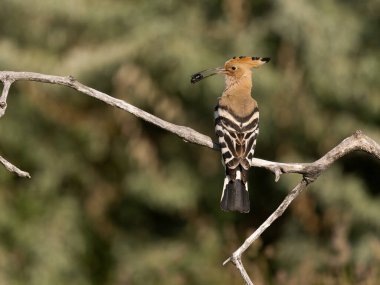 Hoopoe, Upupa epops, Macaristan, Mayıs 2025