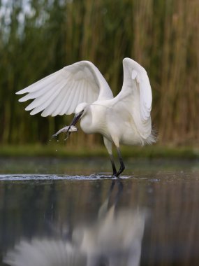 Küçük balıkçıl, Egretta Garzetta, balıklı tek kuş, Macaristan, Mayıs 2025
