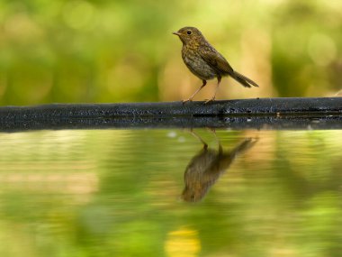 Robin, Erithacus Rubecula, Macaristan, Mayıs 2025