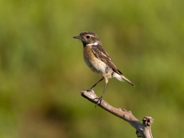 Stonechat, Saxicola rubicola, Macaristan, Mayıs 2025