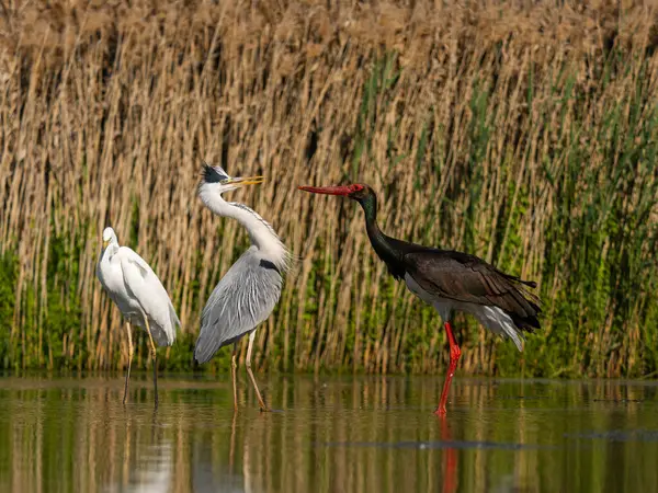 Gri balıkçıl, Ardea Cinerea, Kara leylek ile suda savaşan tek kuş, Mayıs 2025