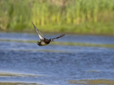 Tufted Duck, Aythya fuligula, tek kadın uçuş, Worcestershire, Temmuz 2025