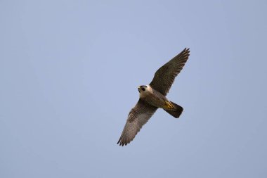 Peregrine Falcon, Falco peregrinus, Uçan tek kuş, Worcestershire, Haziran 2025