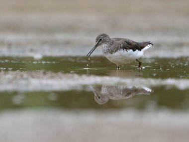 Yeşil çulluk, Tringa ochropus, tek kuş, Warwickshire, Temmuz 2025